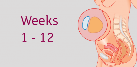 Weeks 1-12 new grew baby pregnancy chaatweb