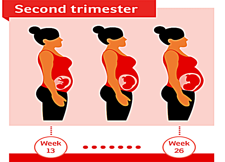 send trimester 13 26 pregnancy chaatweb